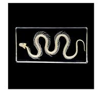 Esemplare di vero serpente di scheletro di animali, fermacarte campioni scientifici in blocco acrilico per l'educazione scientifica, 16 x 7,8 x 2 cm