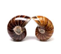 Esemplari di lumaca nautilus del Madagascar, 1 pezzo, rara conchiglie autentiche, rara lumaca nautilus oceanica, decorazione per la casa, regali per gli amanti della natura (5 cm)