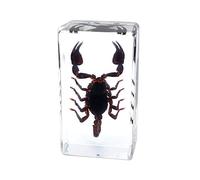 Esemplari di Scorpione Animale Buthus Martensii e Heterometrus liangi Taxidermy for Science Education (Heterometrus liangi)