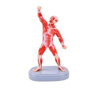 Esercizio professionale Muscoli Struttura Modello Dimostrazione per Anatomia Educazione e Infermieristica Studente Formazione Clinica Portatile Muscolo Umano Anatomia Modello