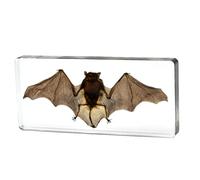 Esili di pipistrelli reali Animali in resina di alta qualità per l'educazione scientifica in classe di scienze, decorazioni per pipistrelli grandi dono per tassidermia, cranio animale, stranezze, biol