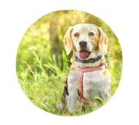 Eslifey Tappeto a pelo lungo extra large, morbido, a pelo lungo, 160 cm, per soggiorno e camera da letto, decorazione per la casa, per corridoio, con cane beagle in erba e sole