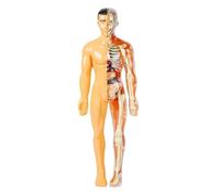 Esposizione Modello Modello Di Anatomia Del Corpo Con Ossa E Movimento Per Modelli Umani Educativa Per L'apprendimento Scientifico Corpo Umano
