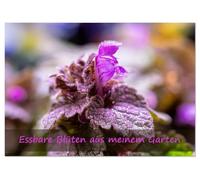 Essbare Blüten aus meinem Garten (Tischkalender 2026 DIN A5 quer), CALVENDO Monatskalender: Essbare Blüten - ein Fest für die Sinne
