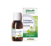 Estratti di Piante Crataegus oxyacantha (Biancospino) - Integratore Alimentare,