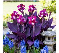 Estremamente resistente al freddo! Canne per l'arredo urbano - tolleranti al sole e alla siccità - bassi costi di manutenzione-3 Rizomi-A