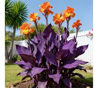 Estremamente resistente al freddo! Gigli di canna per l'inverdimento stradale/Ottimo effetto paesaggistico/Migliora l'atmosfera del giardino-1 Rizomi-B