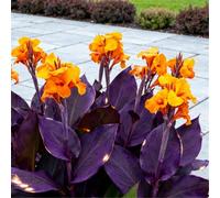 Estremamente resistente al freddo! Gigli di canna per l'inverdimento stradale/Ottimo effetto paesaggistico/Migliora l'atmosfera del giardino-4 Rizomi-A