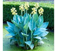 Estremamente resistente al freddo! Gigli di canna per l'inverdimento stradale/Ottimo effetto paesaggistico/Migliora l'atmosfera del giardino-2 Rizomi-H