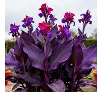 Estremamente resistente al freddo! Gigli di canna per l'inverdimento stradale/Ottimo effetto paesaggistico/Migliora l'atmosfera del giardino-2 Rizomi-C