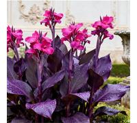 Estremamente resistente al freddo! Gigli di canna per l'inverdimento stradale/Ottimo effetto paesaggistico/Migliora l'atmosfera del giardino-4 Rizomi-J