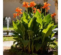 Estremamente resistente al freddo! Gigli di canna per l'inverdimento stradale/Ottimo effetto paesaggistico/Migliora l'atmosfera del giardino-2 Rizomi-E