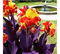 Estremamente resistente al freddo! Gigli di canna per l'inverdimento stradale/Ottimo effetto paesaggistico/Migliora l'atmosfera del giardino-3 Rizomi-D