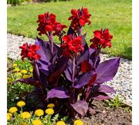 Estremamente resistente al freddo! Gigli di canna per l'inverdimento stradale/Ottimo effetto paesaggistico/Migliora l'atmosfera del giardino-5 Rizomi-G