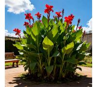 Estremamente resistente al freddo! Gigli di canna per l'inverdimento stradale/Ottimo effetto paesaggistico/Migliora l'atmosfera del giardino-1 Rizomi-I