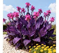 Estremamente resistente al freddo! Gigli di canna per l'inverdimento stradale/Ottimo effetto paesaggistico/Migliora l'atmosfera del giardino-1 Rizomi-F