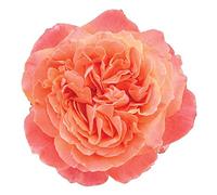 Etrusca®, rosaio vivo Rose Barni®, rosa in vaso colore arancio albicocca linea prestigio, Gran premio di Barcellona 2005, ideale per coltivazione in vaso e cespugli, rifiorente e robusta cod.71109
