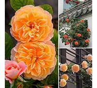 Etsynet Nuovo Bella Arancione Rosa rampicante 60 grani : graines