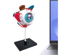 ETUCYNG Modello Occhio - Strumenti di Studio Rimovibili per Anatomia Oculare, Giocattoli Educativi Per Lezioni Di Biologia | Modello Dimostrativo Per Medicina