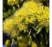 eucalipto - balcone con parterre arredamento interni semi esotici ufficio letto elevato giardino tagliato roccia 1200pcs