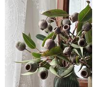 eucalipto, copertura del terreno eucalipto raro vecchie varietà in rialzata resistenti, adatte alla piena esposizione al sole 800semi