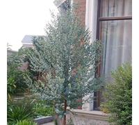 eucalipto di interni esotici decorazione ufficio riverdimento tetti semi biologici serre estremamente resistenti balcone scalatrici 50pcs