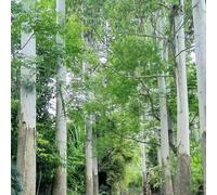 eucalipto - letto elevato giardino roccia resistente giardino balcone ufficio selvatici scalatrici resistenti semi selvatici 1000pcs