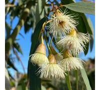 eucalipto - semi di semi di roccia resistenti decorazione selvatica scalatrici ufficio tagliati giardino balcone interno 600pcs