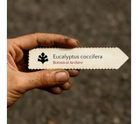 Eucalyptus coccifera SEEDS - - SEMI Eucalipto della neve | Eucalyptus coccifera