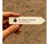 Eucalyptus deanei SEEDS - - SEMI Gomma blu di montagna | Gomma di Deane