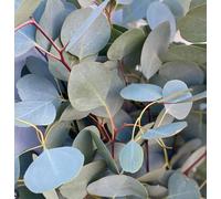 Eucalyptus populus - - eucalipto a foglie di pioppo