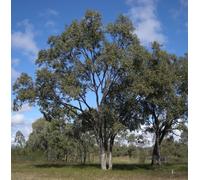 Eucalyptus populus - eucalipto a foglie di pioppo (Vaso quadro 9x9x20 cm) - 100-