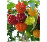 Eugenia uniflora - Ciliegia di Cayenna (Pitanga), Pianta da Frutto Tropicale in Vaso - Frutti Aromatici Ricchi di Vitamina C, Ideale per Climi Miti - FOTO REALI