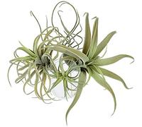 Euizz Confezione da 4 piante e fiori finti floccati Tillandsia Bromeliads Home Decor