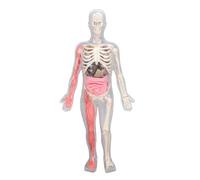 Eujgoov Modello del Corpo Umano Luci Interattive Nelle Figure Scure -Kit di Scienza per Studenti, Parti del Corpo Umano per lo Studio Biologico