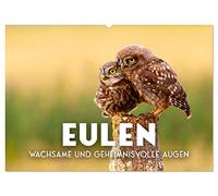 Eulen - Wachsame und geheimnisvolle Augen (Wandkalender 2026 DIN A2 quer), CALVENDO Monatskalender: Die Vögel der Weisheit.