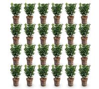Euonymus con Foglie Sempreverdi, Siepe da Giardino, Verde, Set 24 Pezzi Vaso 9.0 cm