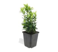 Euonymus Green Spire per Siepi, Verde, Set da 24 Pezzi, 10-25cm, Vaso 9cm