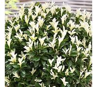 Euonymus Paloma Blanca - Spindle Giapponese | Arbusto da giardino sempreverde in vaso