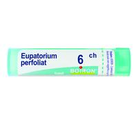 Eupatorium Perfoliatum 6 Ch80 Gr