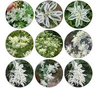Euphorbia marginata Cobertura perenne resistente giardino interno estremamente resistente semi di semi di parterre esotici 250pcs
