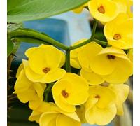 Euphorbia milii - balcone Vecchie varietà resistenti biologici 60semi