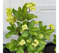 Euphorbia milii - Vecchie varietà resistenti tappezzanti in vaso 50semi