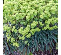 Euphorbia Robbiae Wood Spurge, pianta sempreverde rustica da giardino | Pianta rustica ideale per vasi, contenitori e aiuole: perfetta da piantare in giardino nella stagione giusta.