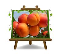 EURO PLANTS VIVAI Albicocco Fracasso pianta da frutto antico autofertile su vaso 26 cm Altezza 180~200 cm - Età 4 anni