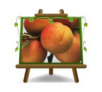 EURO PLANTS VIVAI Albicocco San Francesco pianta da frutto antico su vaso 22-24 cm Altezza 180~200 cm - Età 4 anni