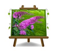 EURO PLANTS VIVAI Buddleja Davidii Rosa Pianta della Farfalla