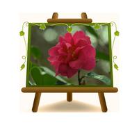 EURO PLANTS VIVAI Camelia Japonica Rossa Margaret Wells Pianta Ornamentale su Vaso15 cm Altezza 50 cm