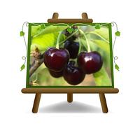 EURO PLANTS VIVAI Ciliegio Acido Amarena Nera del Piemonte su vaso da 24/26 cm. pianta da frutto autofertile *Altezza: 160~180 cm. - Età 4 anni