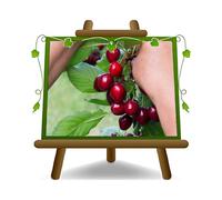 EURO PLANTS VIVAI Ciliegio Dolce Durone Tardiva Kordia - Pianta da Frutto su Vaso: ø 24/26 cm. - *Altezza: 170~200 cm. - Età 4 Anni